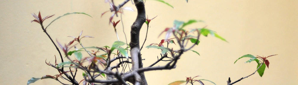 Testinstallation Deutscher Dalmatiner Club von 1920 e.V.